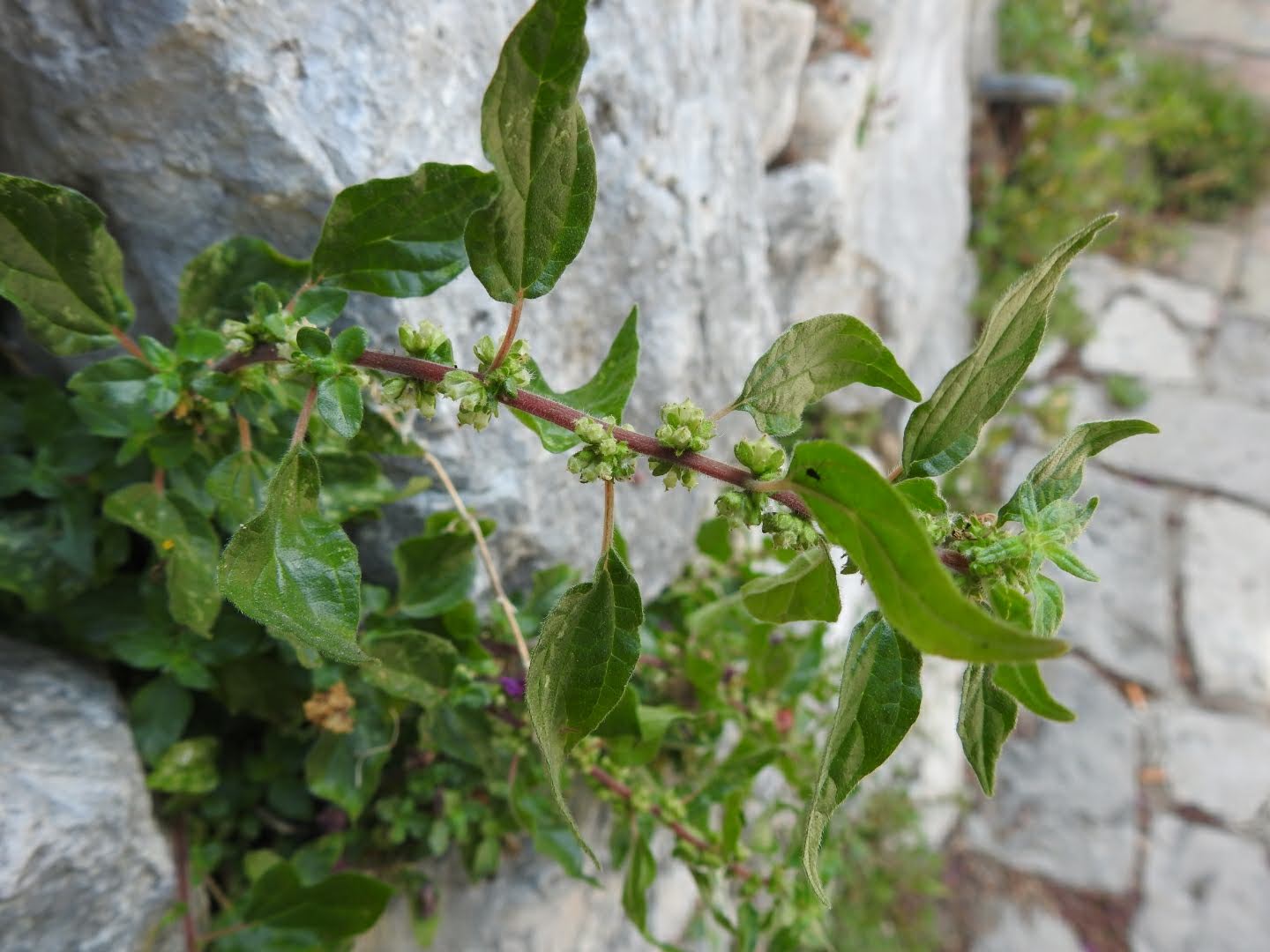 Parietaria judaica - Urticaceae