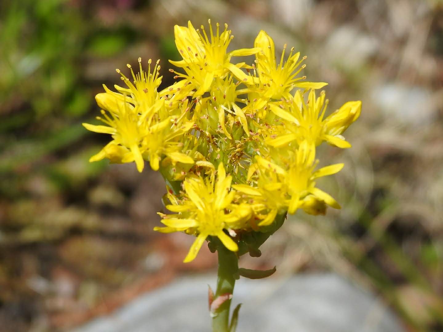 Petrosedum rupestre Petrosedum rupestre