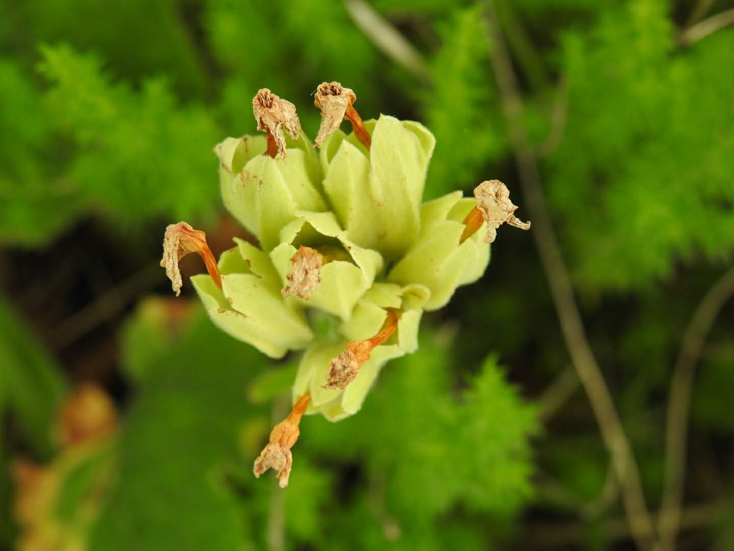 Piante A Fiori Bianchi