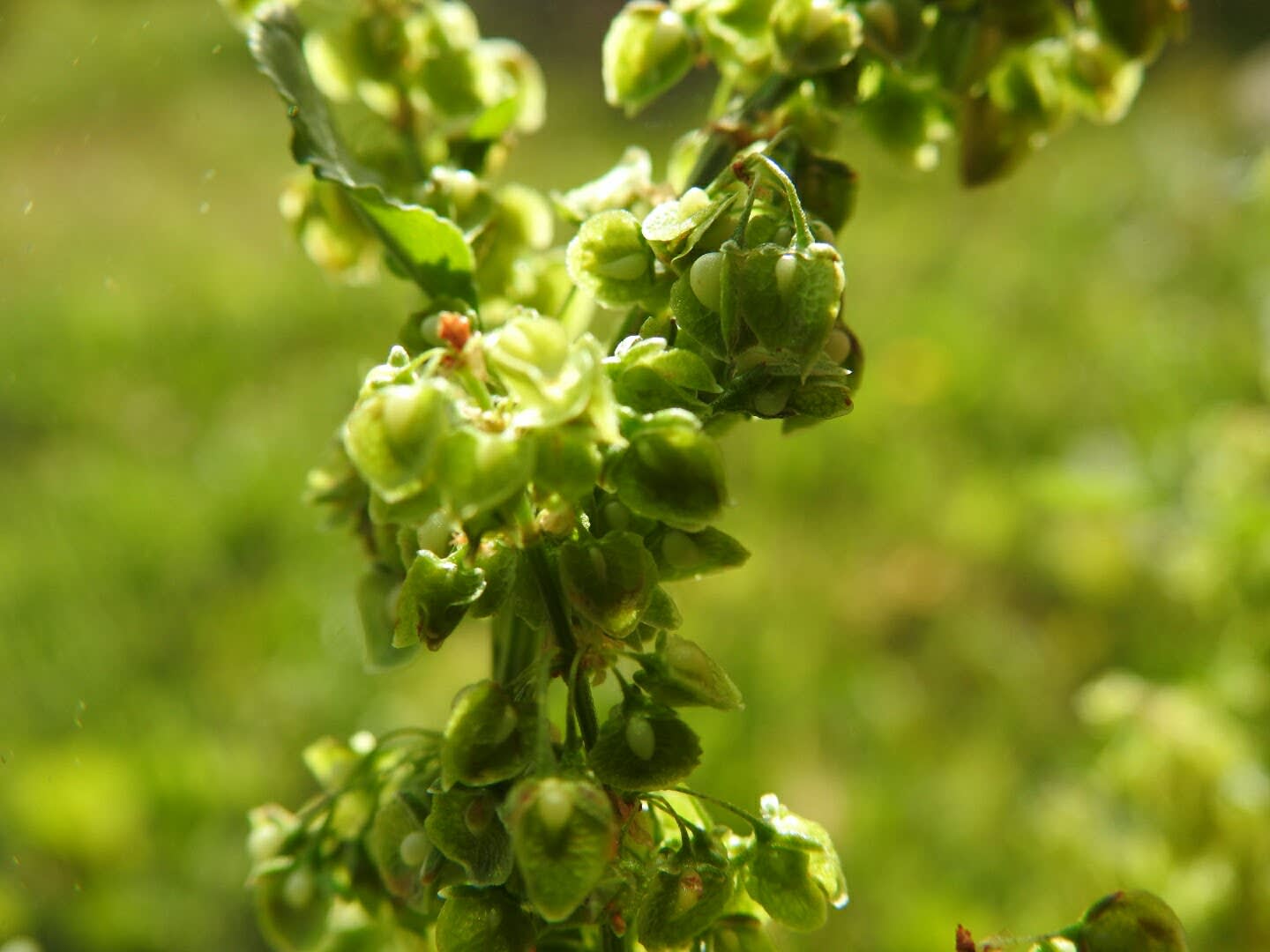 Rumex crispus Rumex crispus