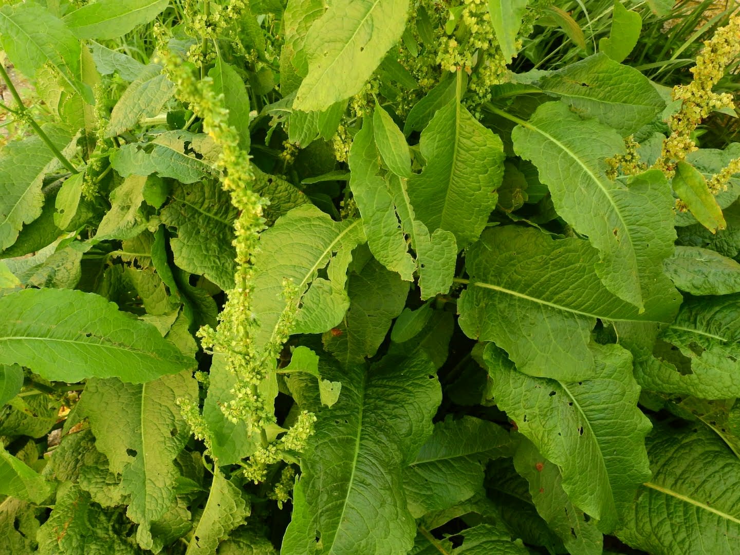 Rumex obtusifolius Rumex obtusifolius