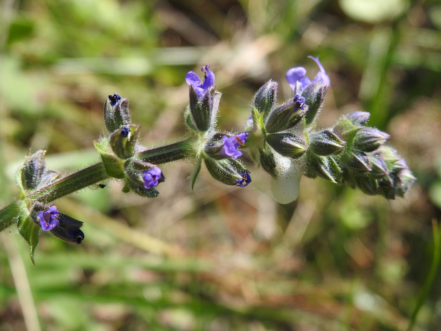 Salvia verbenaca - Lamiaceae