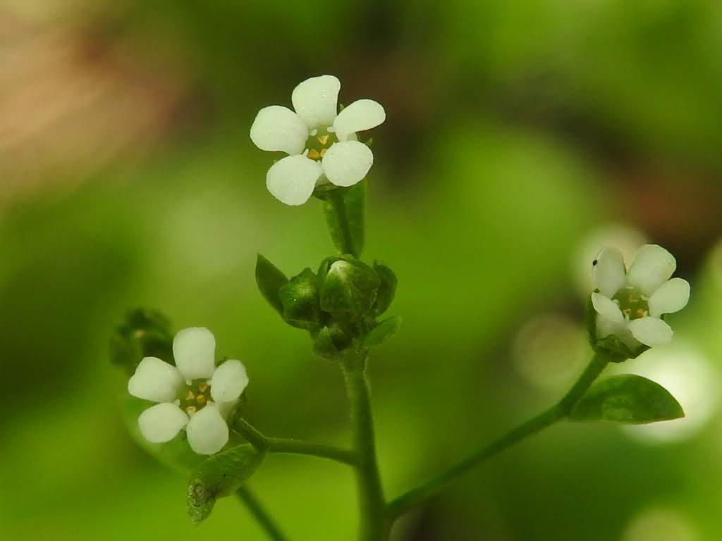 Samolus valerandi - Primulaceae Samolus valerandi - Primulaceae