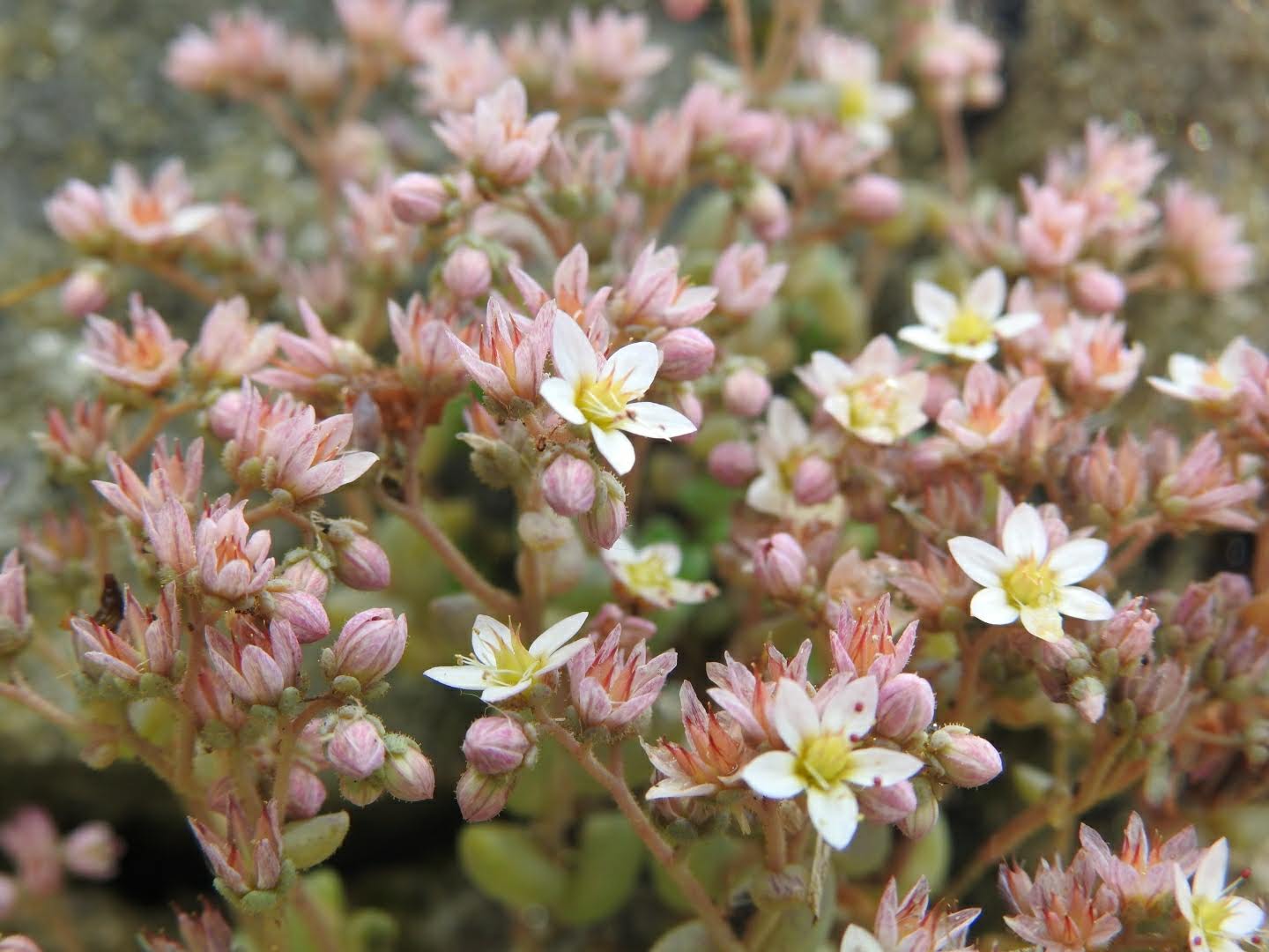 Sedum dasyphyllum Sedum dasyphyllum