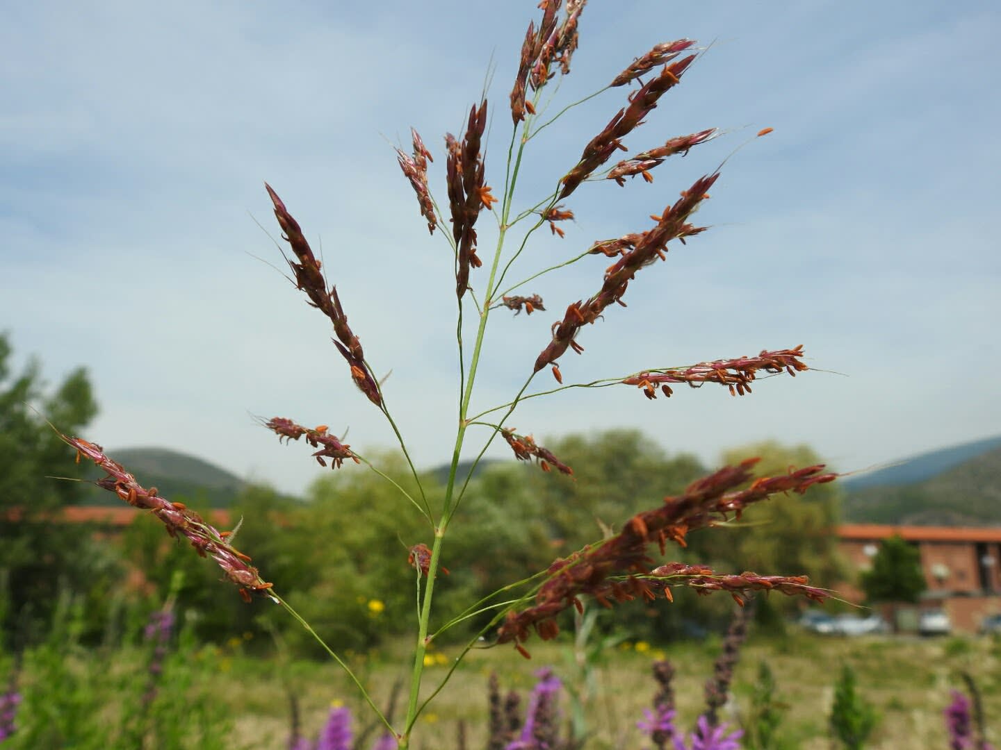 Sorghum halepense - Poaceae Sorghum halepense - Poaceae