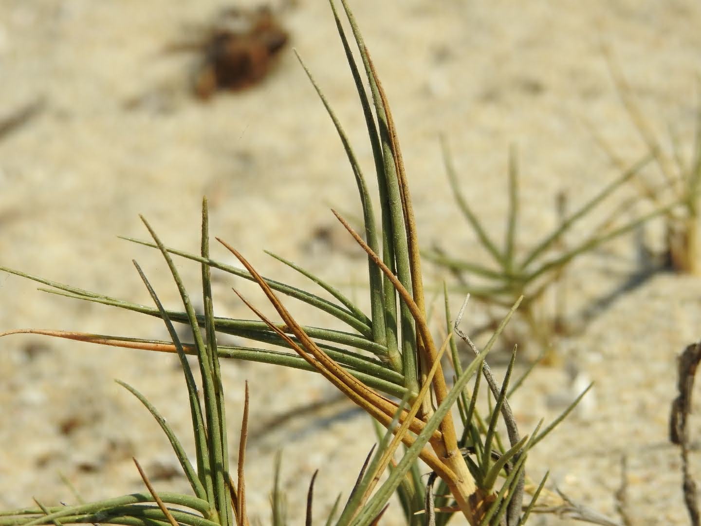 Sporobolus virginicus - Poaceae Sporobolus virginicus - Poaceae