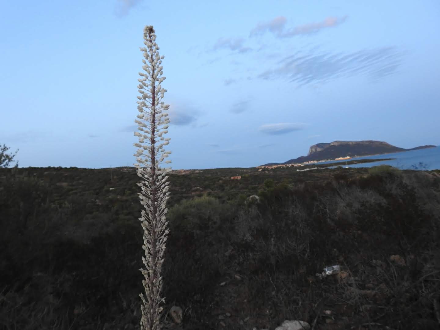 Squilla pancration - Asparagaceae