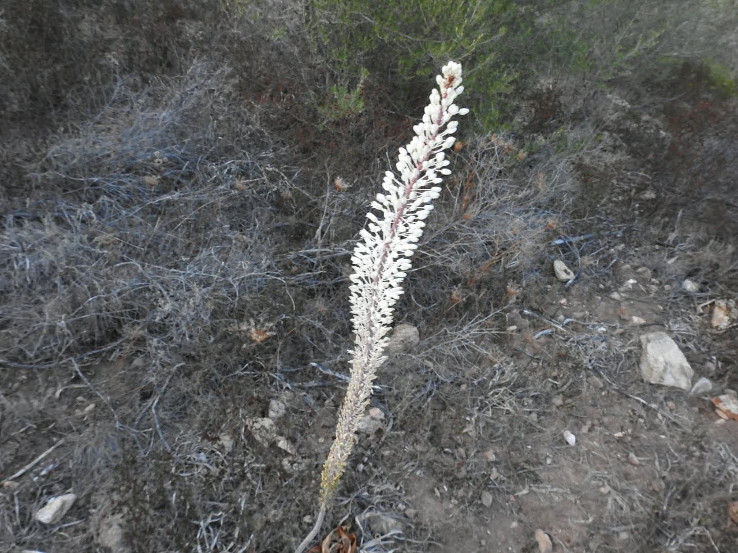 Squilla pancration - Asparagaceae