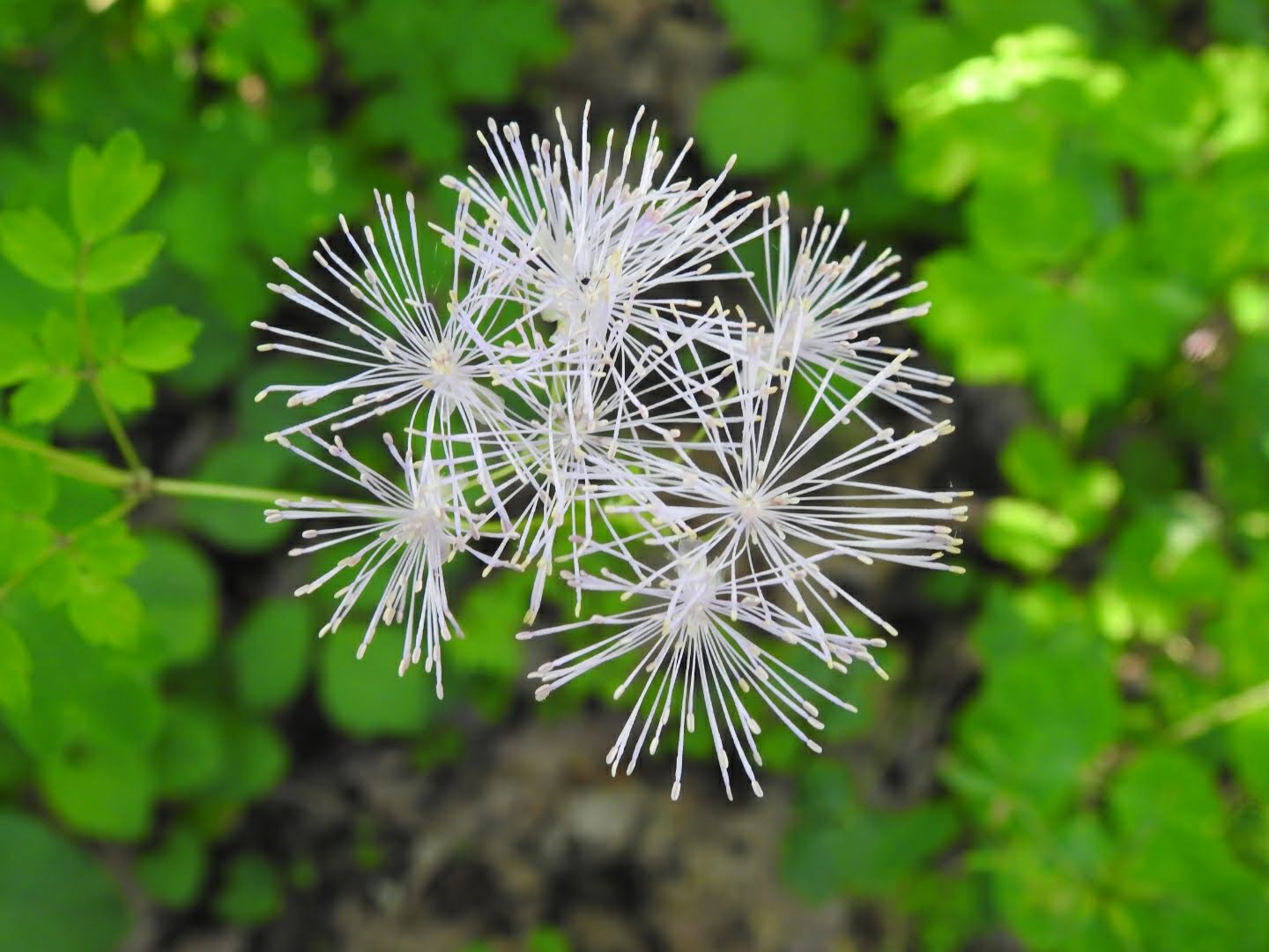 Thalictrum aquilegiifolium - Ranunculaceae Thalictrum aquilegiifolium - Ranunculaceae