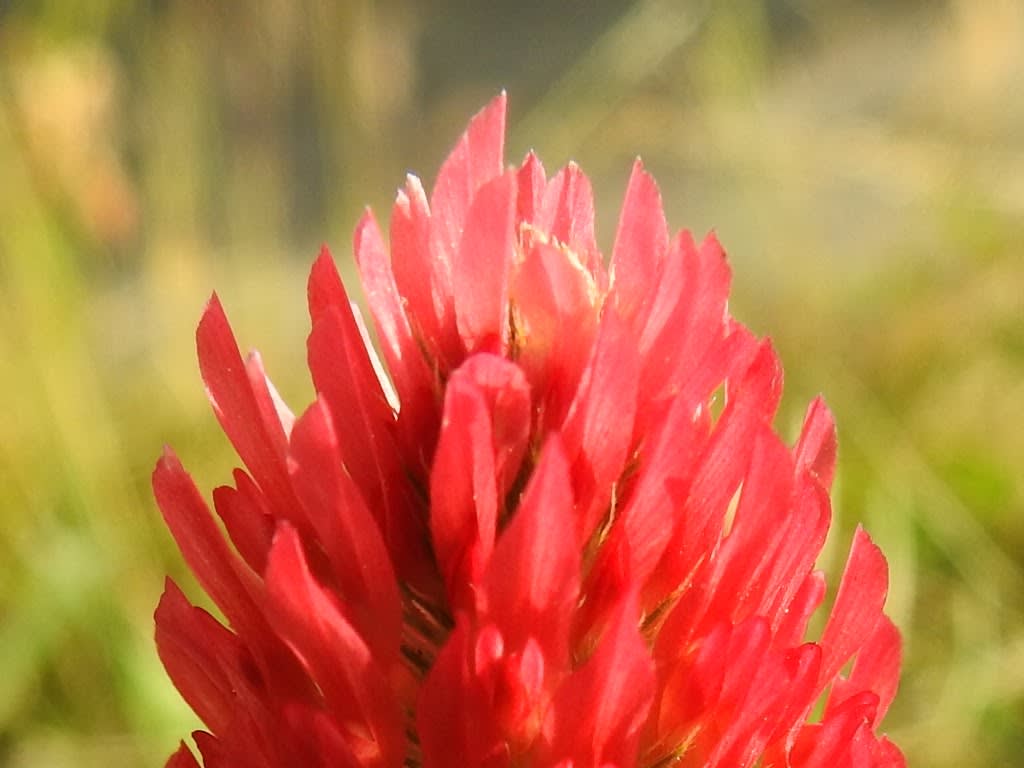 Trifolium incarnatum Trifolium incarnatum