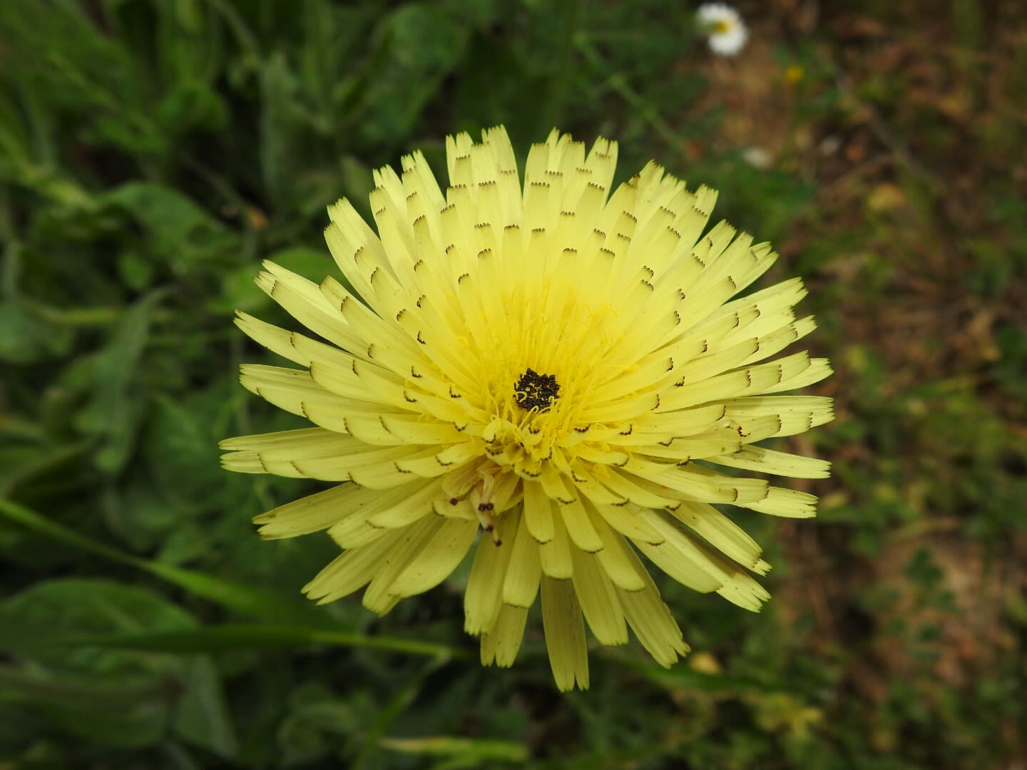 Urospermum Dalechampii Asteraceae