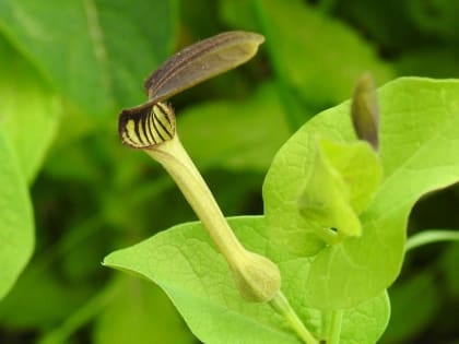 Aristolochia clematitis - Aristolochiaceae Aristolochia clematitis - Aristolochiaceae