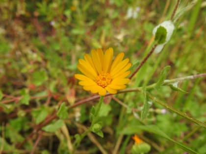 Calendula arvensis - Asteraceae Calendula arvensis - Asteraceae