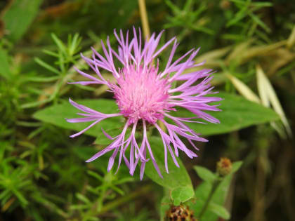 Centaurea jacea - Asteraceae Centaurea jacea - Asteraceae