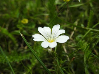 Cerastium alpinum - Caryophyllaceae Cerastium alpinum - Caryophyllaceae