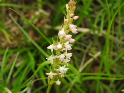 Gymnadenia conopsea - Orchidaceae Gymnadenia conopsea - Orchidaceae