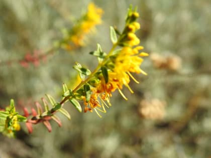 Odontites luteus - Orobanchaceae Odontites luteus - Orobanchaceae