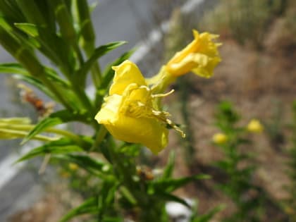 Oenothera biennis - Onagraceae Oenothera biennis - Onagraceae