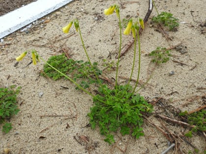 Oxalis pes-caprae - Oxalidaceae Oxalis pes-caprae - Oxalidaceae