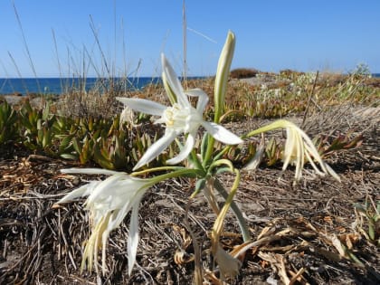 Pancratium maritimum - Amaryllidaceae Pancratium maritimum - Amaryllidaceae