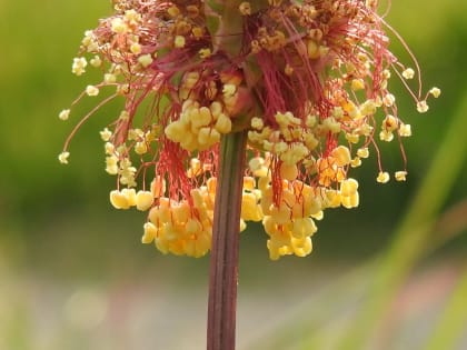 Poterium sanguisorba - Rosaceae Poterium sanguisorba - Rosaceae