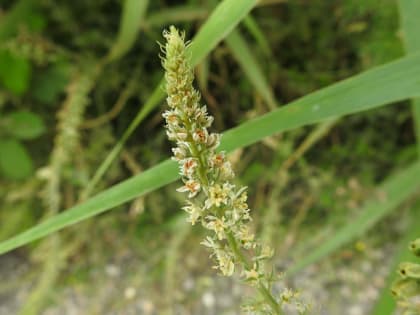 Reseda alba - Resedaceae Reseda alba - Resedaceae