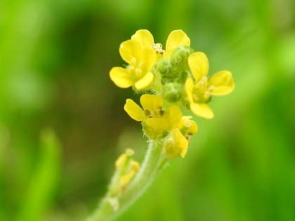 Sisymbrium officinale - Brassicaceae Sisymbrium officinale - Brassicaceae