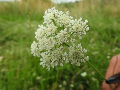 Torilis arvensis - Apiaceae Torilis arvensis - Apiaceae
