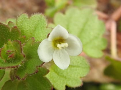 Veronica cymbalaria - Plantaginaceae Veronica cymbalaria - Plantaginaceae