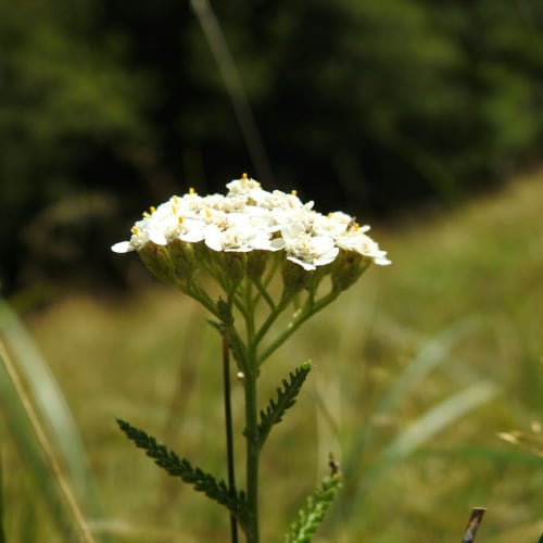 Achillea millefolium - Asteraceae