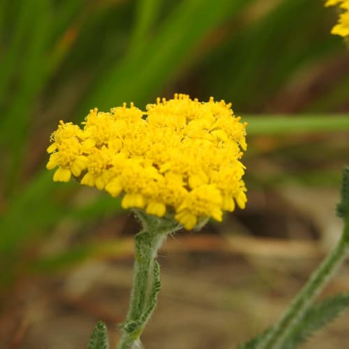 Achillea tomentosa - Asteraceae