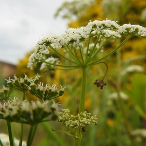 Aegopodium podagraria - Apiaceae