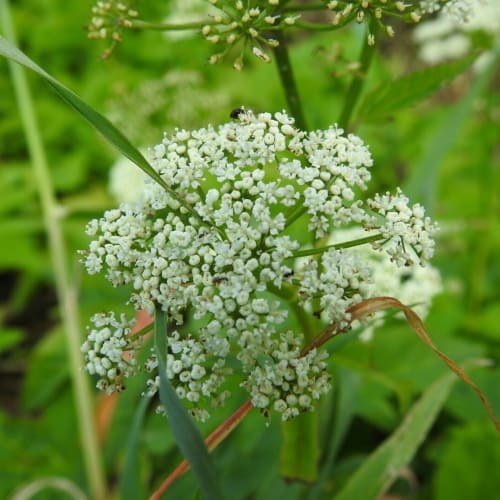 Aegopodium podagraria - Apiaceae