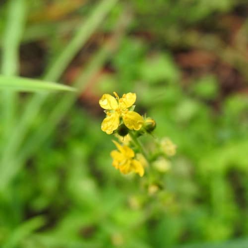 Agrimonia eupatoria - Rosaceae