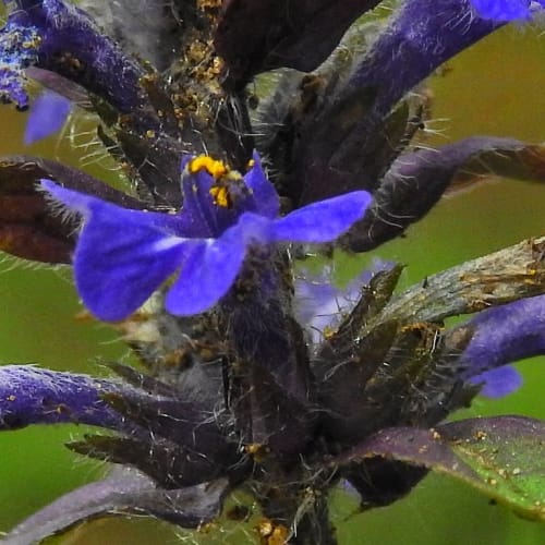 Ajuga reptans - Lamiaceae