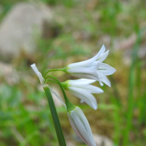 Allium triquetrum - Amaryllidaceae