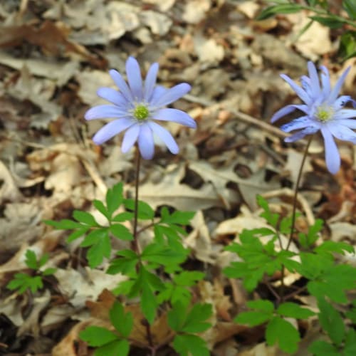 Anemone apennina - Ranunculaceae