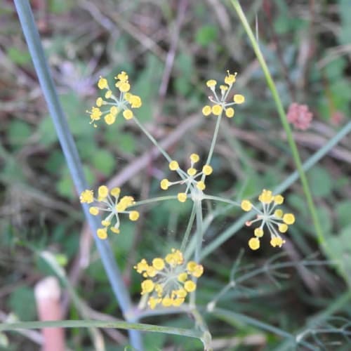 Anethum foeniculum - Apiaceae