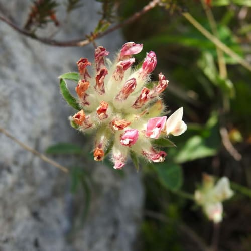 Anthyllis montana - Fabaceae