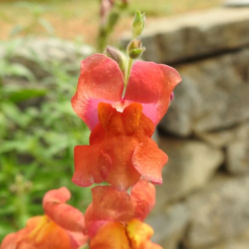 Antirrhinum majus - Plantaginaceae Antirrhinum majus - Plantaginaceae