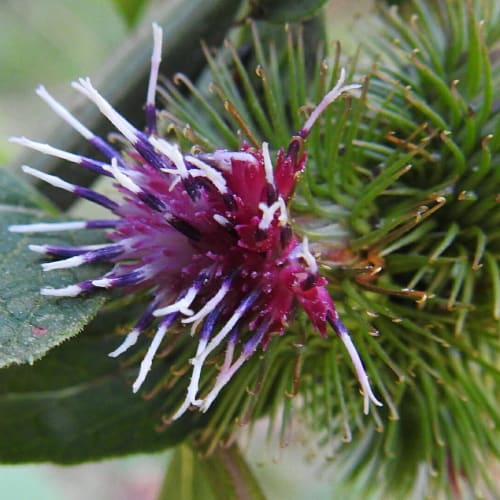 Arctium lappa - Asteraceae