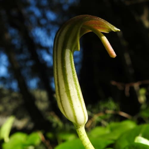 Arisarum vulgare - Araceae