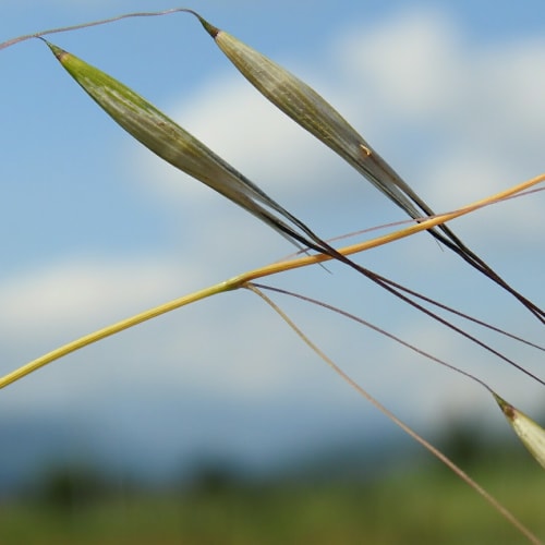 Avena sativa - Poaceae