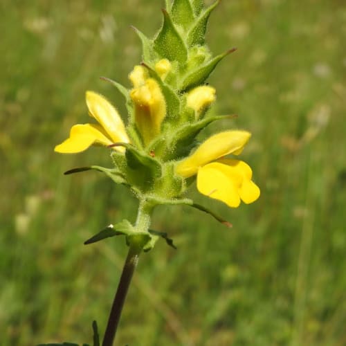 Bellardia trixago - Orobanchaceae