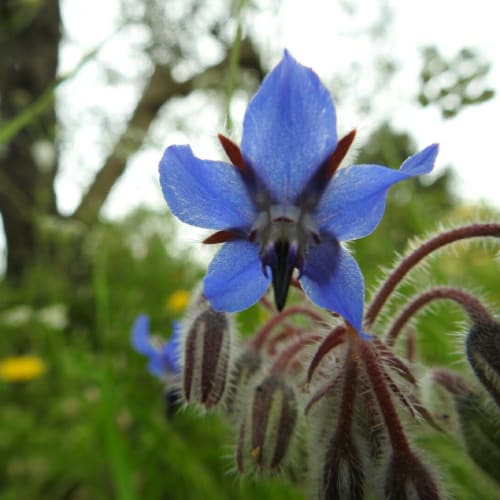 Borago officinalis - Boraginaceae