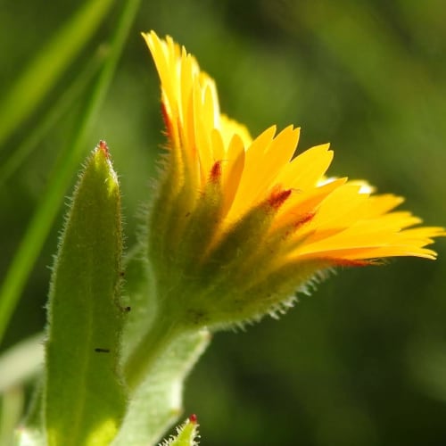 Calendula arvensis - Asteraceae Calendula arvensis - Asteraceae