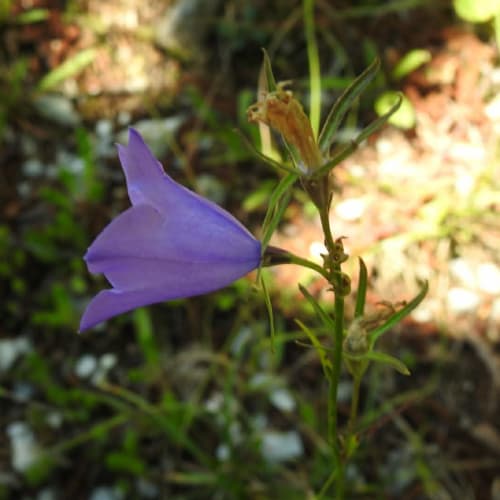 Campanula persicifolia - Campanulaceae