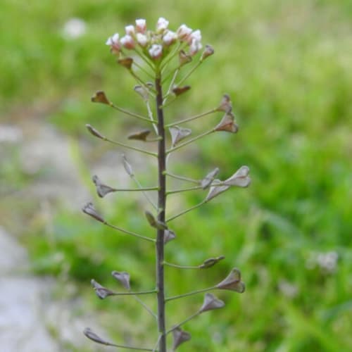 Capsella bursa-pastoris - Brassicaceae