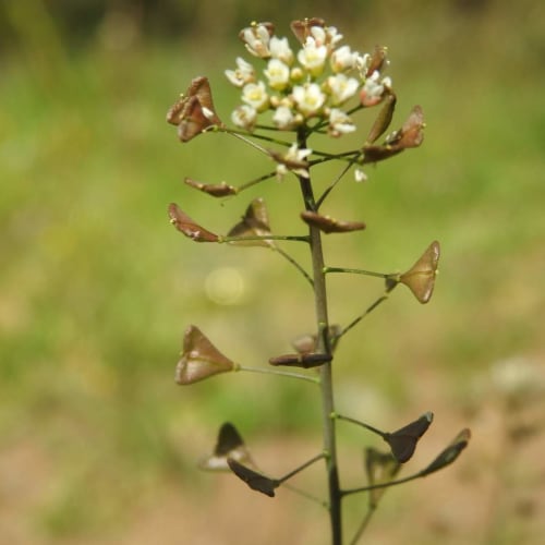 Capsella bursa-pastoris - Brassicaceae