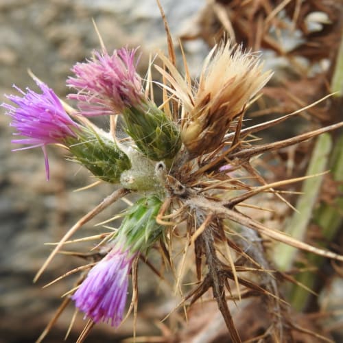 Carduus pycnocephalus - Asteraceae